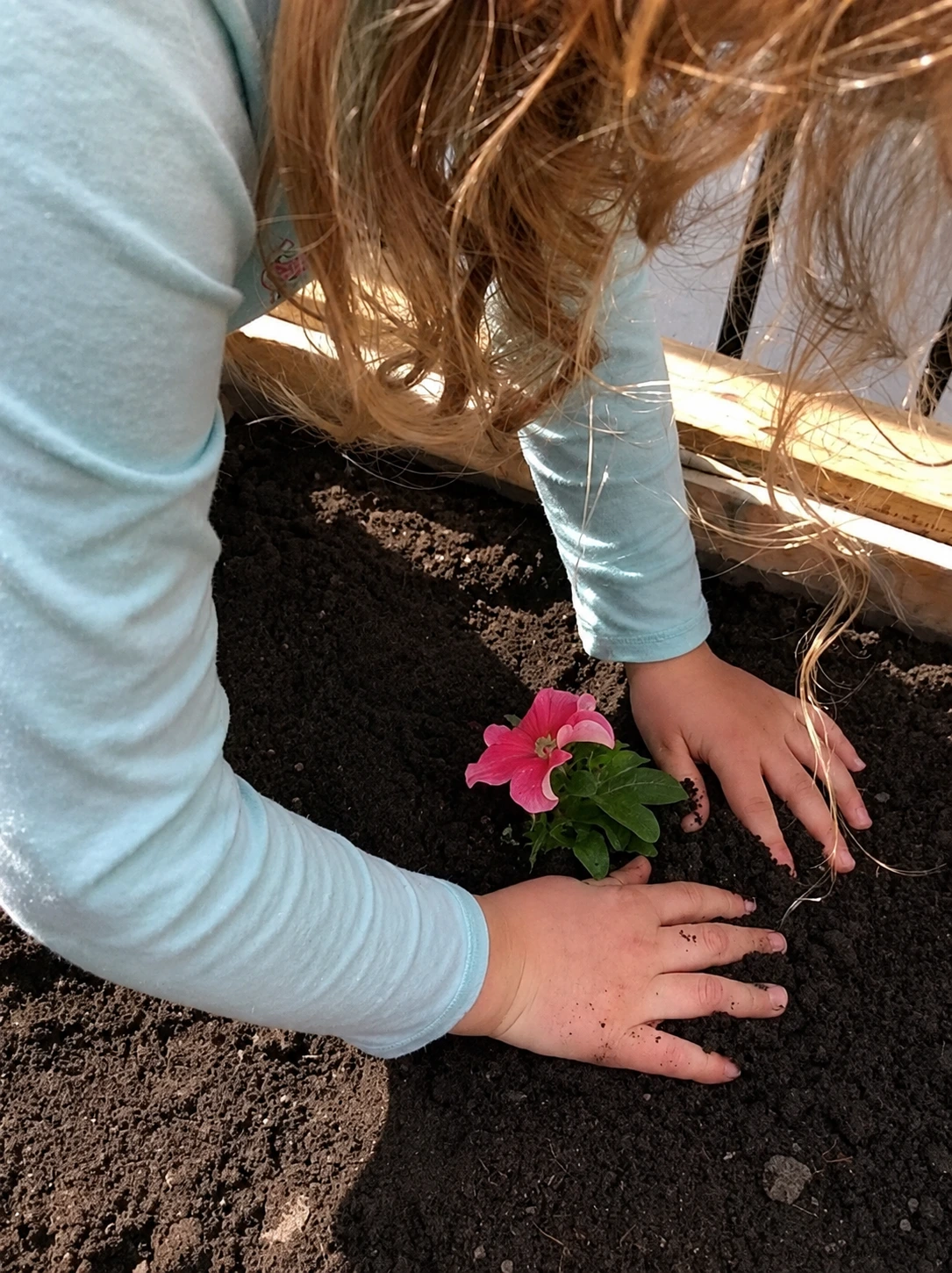 A Clever Cubs child planting a pink flower during a hands-on learning experience.